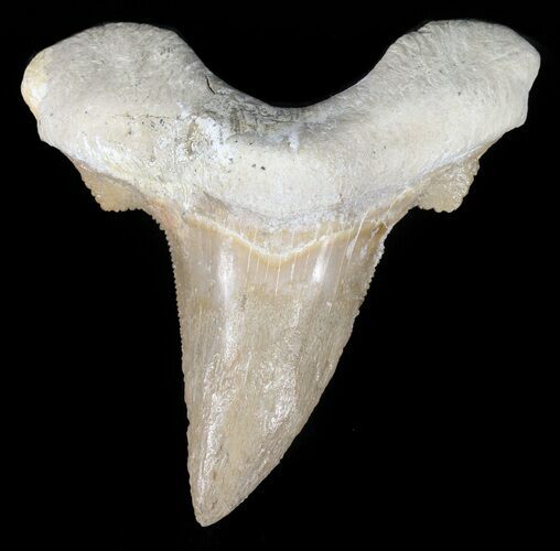 Auriculatus Shark Tooth - Dakhla, Morocco (Restored) #47845